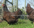 Click to open our Double Laced Barnevelder gallery