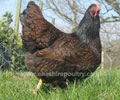 Click to open our Double Laced Barnevelder gallery