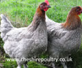 Click to open our Copper Blue Marans gallery