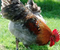 Click to open our Copper Blue Marans gallery