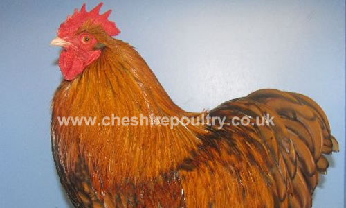 Click to open our Gold Laced Orpington gallery