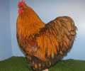 Click to open our Gold Laced Orpington gallery