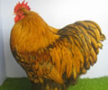 Click to open our Gold Laced Orpington gallery