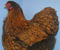 Click to open our Gold Laced Orpington gallery