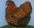 Click to open our Gold Laced Orpington gallery