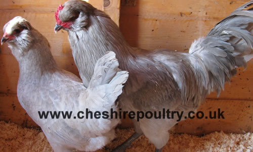 Click to open our Lavender Araucana gallery