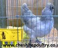 Click to open our Lavender Araucana gallery