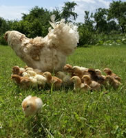 Rearing Chicks