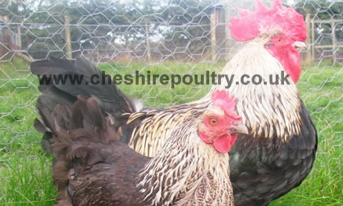Click to open our Silver Black Marans gallery