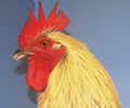 Click to open our  Silver Black Marans gallery