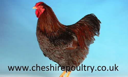 Dual Purpose Chicken Breeds – The Cheshire Horse