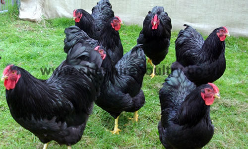Cheshire Poultry Articles - Keeping Chickens - General Care & Advice 