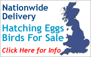 Nationwide Delivery of Hatching Eggs and Chickens for Sale