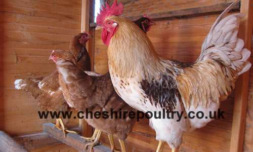 Click to open our Loman Chickens gallery