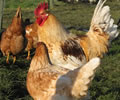 Click to open our Loman Chickens gallery