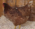 Click to open our Loman Chickens gallery