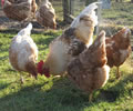Click to open our Loman Chickens gallery