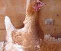 Click to open our Loman Chickens gallery