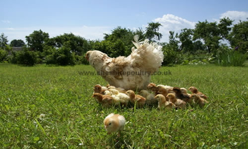 Cheshire Poultry Articles - Rearing Chicks - General Care & Advice 