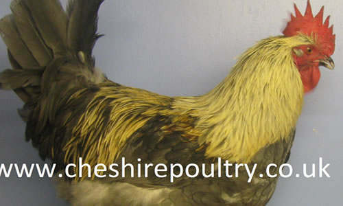Click to open our Silver Blue Marans gallery