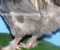 Click to open our Silver Blue Marans gallery