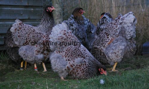 Cheshire Poultry Breeds
