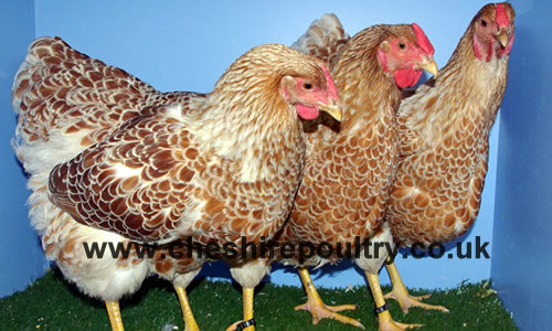 Cheshire Poultry Breeds