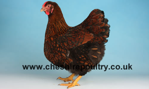 GOLD LACED WYANDOTTE (LARGE FOWL)