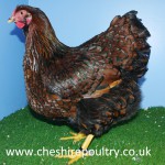 GOLD LACED WYANDOTTE (LARGE FOWL) [3]