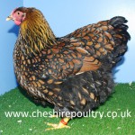 GOLD LACED WYANDOTTE (LARGE FOWL) [4]