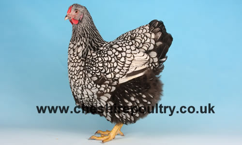 SILVER LACED WYANDOTTE (LARGE FOWL)