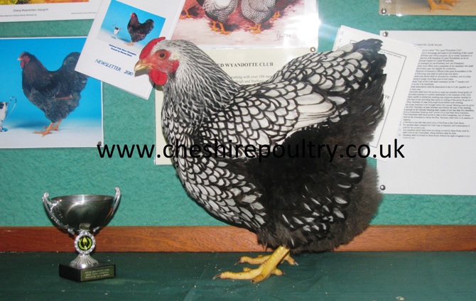 SILVER LACED WYANDOTTE (LARGE FOWL) [2]