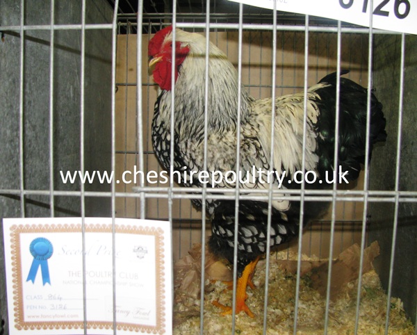 SILVER LACED WYANDOTTE (LARGE FOWL) [4]
