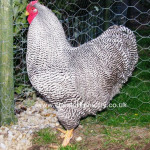Barred Wyandotte (Large Fowl) [4]