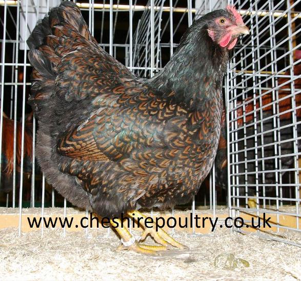 Double Laced Barnevelder (Large Fowl)