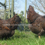 Double Laced Barnevelder (Large Fowl) [2]
