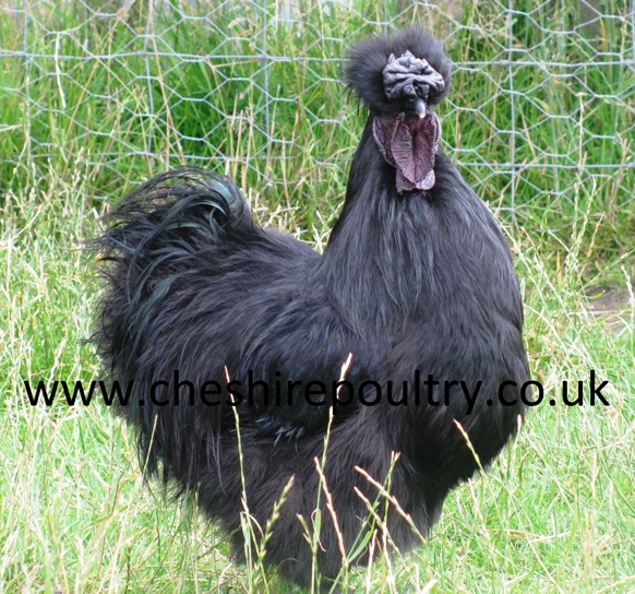 Black Silkie (Large Fowl)