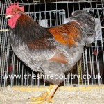 Blue Double Laced Barnevelder (Large Fowl)