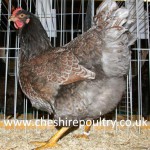 Blue Double Laced Barnevelder (Large Fowl) [2]