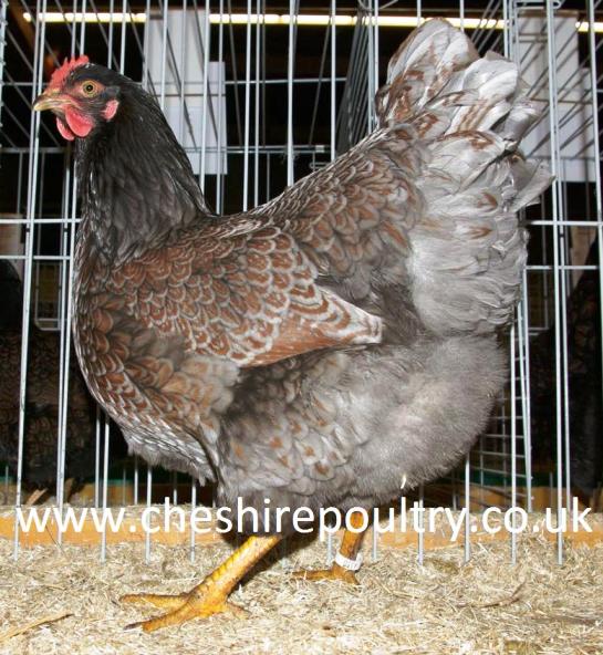 Blue Double Laced Barnevelder (Large Fowl) [2]