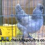 Lavender Araucana (Large Fowl) [5]