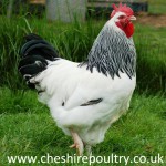 Light Sussex Chickens (Large Fowl)
