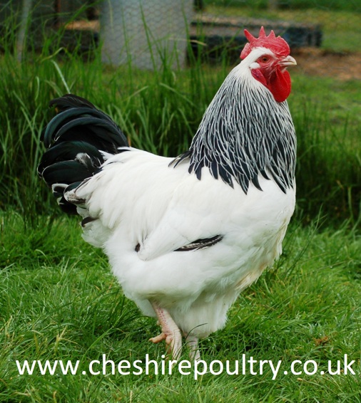 Light Sussex Chickens Large Fowl Chickens For Sale