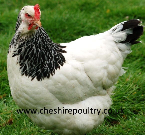 Light Sussex Chickens (Large Fowl) [2]