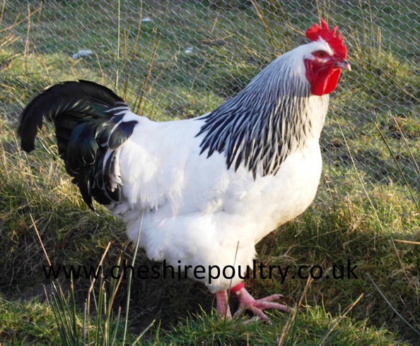Light Sussex Chickens (Large Fowl) [3]