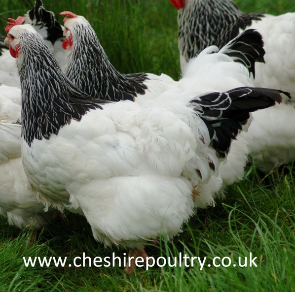 Light Sussex Chickens (Large Fowl) [4]