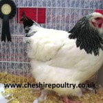 Light Sussex Chickens (Large Fowl) [5]