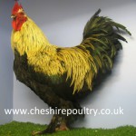 French Silver Black Marans (Large Fowl)