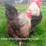 French Silver Black Marans (Large Fowl) [2]