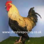 French Silver Black Marans (Large Fowl) [3]